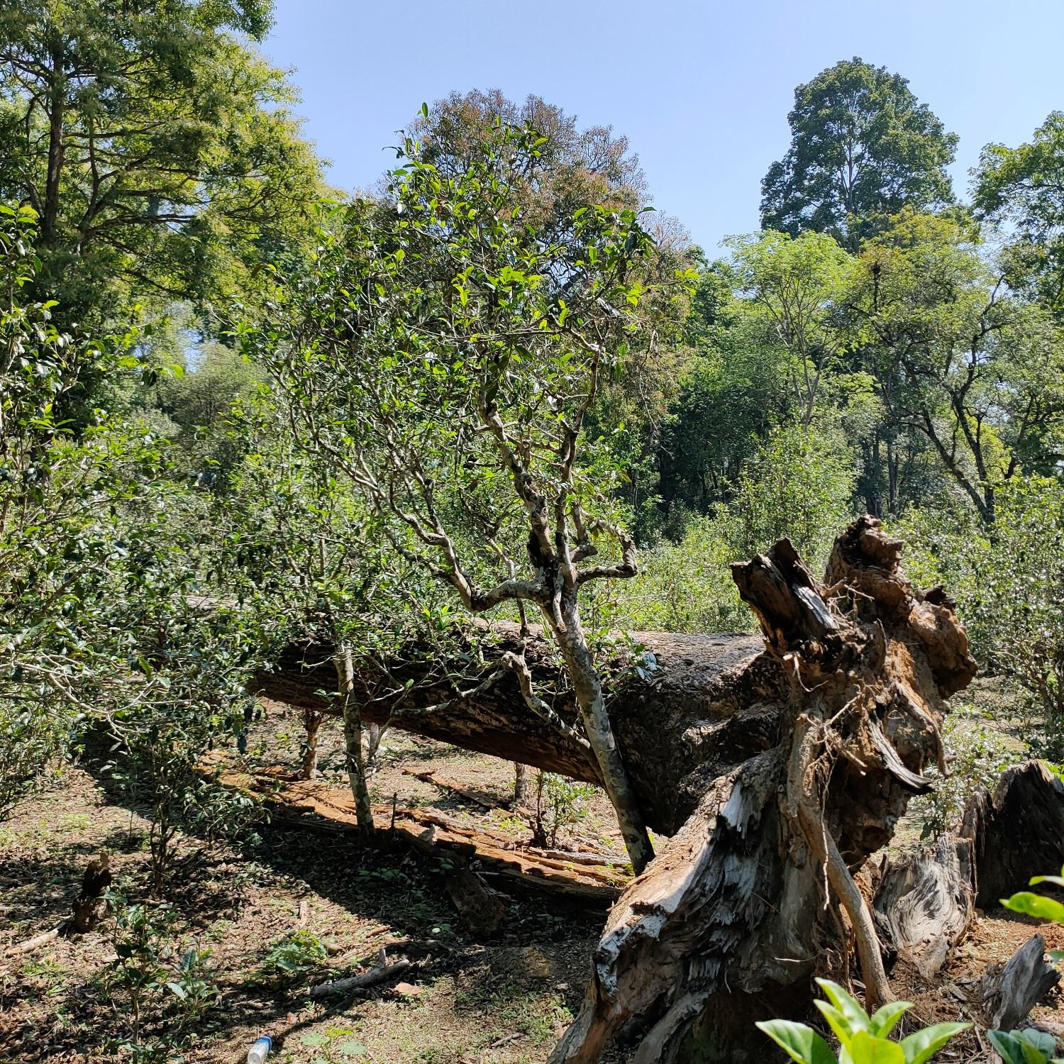 2022麻黑古樹春茶口感？