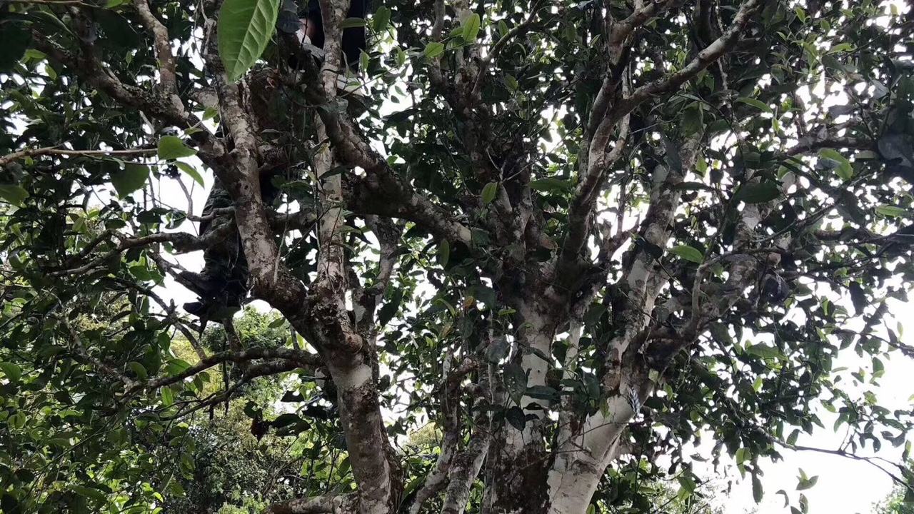 2022年麻黑古樹春茶價(jià)格？