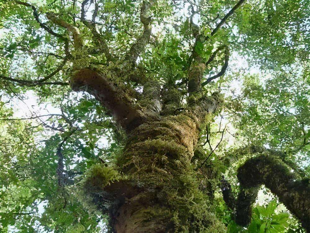 2022年落水洞古樹春茶特點？