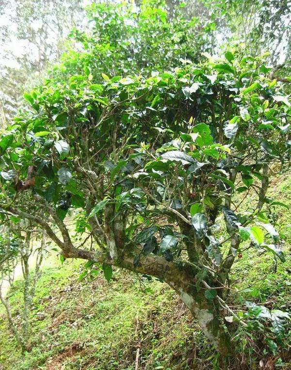 2022年落水洞古樹春茶——盞盛琥珀光，柔甜入人心