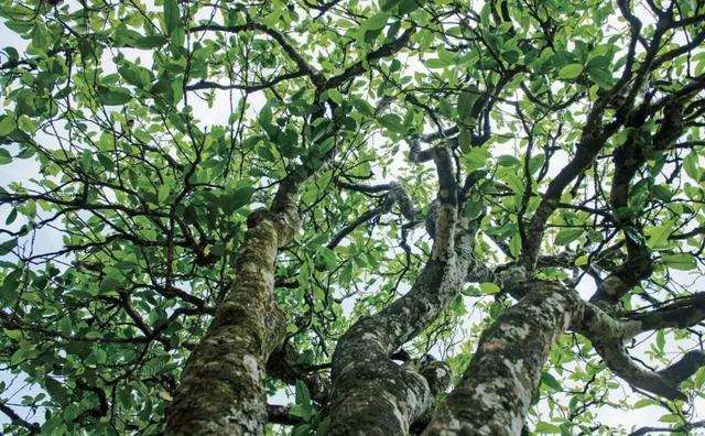 2022年落水洞古樹春茶多少錢一公斤？