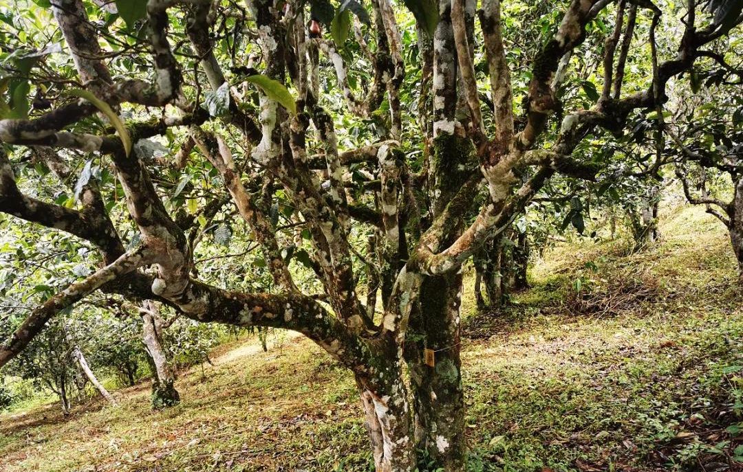 2022年落水洞古樹春茶價格？