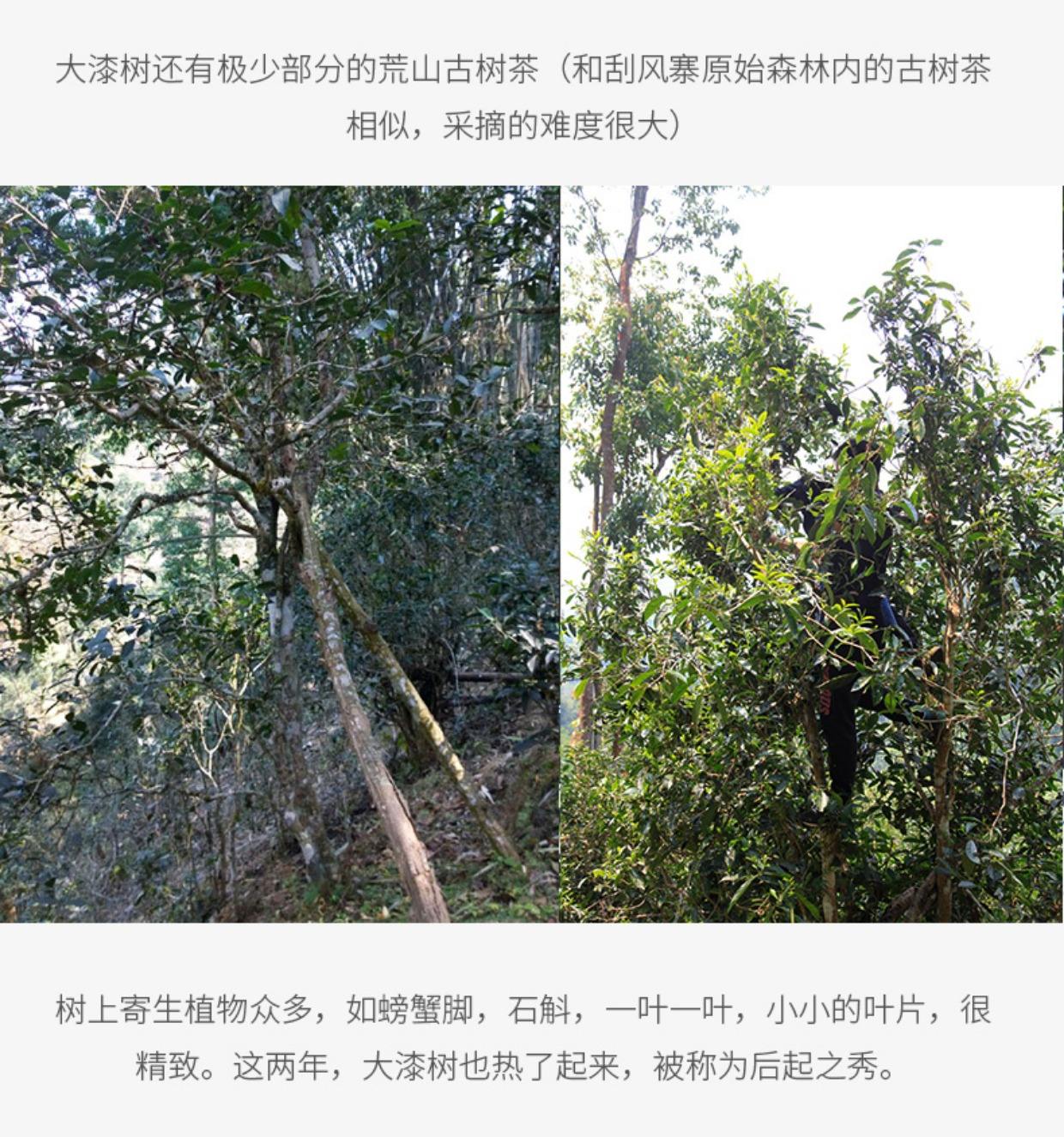 2022年大漆樹古樹春茶多少錢一公斤？