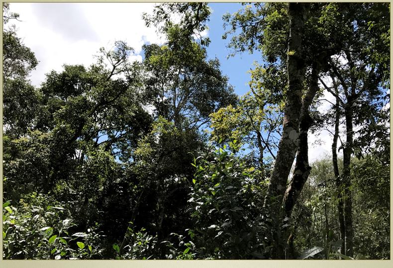 2022年大漆樹(shù)古樹(shù)春茶丨你壓根就喝不到的喉韻，它就有