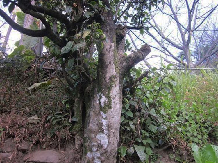 2022年白茶園古樹(shù)春茶特點(diǎn)？