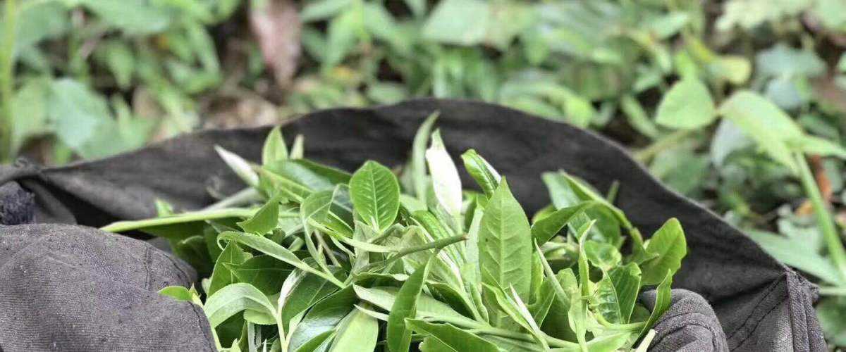 2022年白茶園古樹春茶口感？