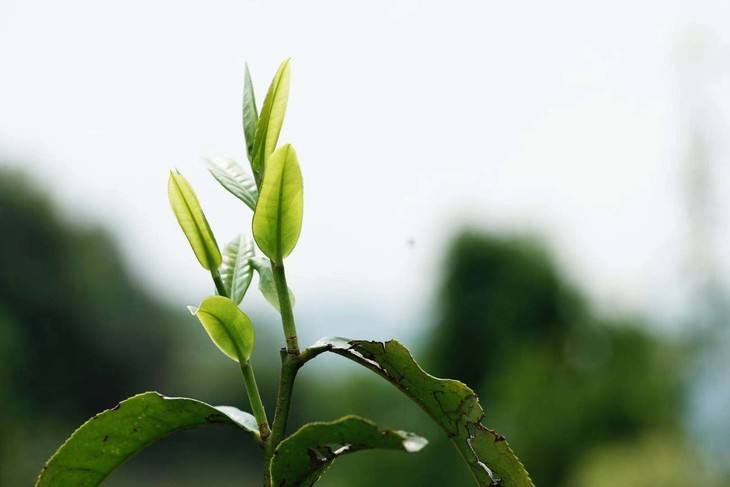 2022年白茶園古樹春茶品鑒！