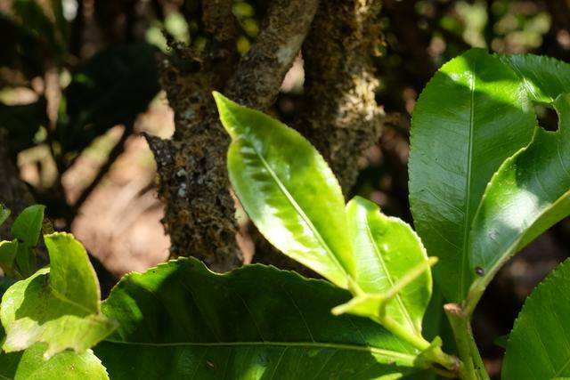 2022年白茶園古樹(shù)春茶價(jià)格？