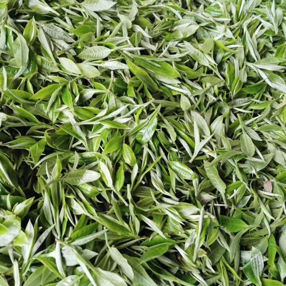 2022年白茶園古樹春茶多少錢一公斤？