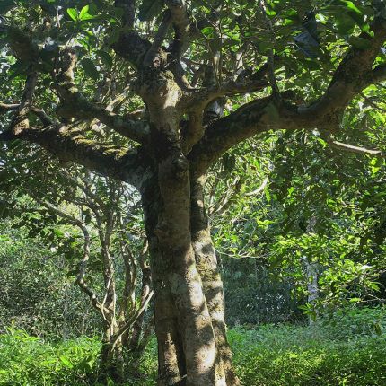 2022年鳳凰窩古樹春茶多少錢一公斤？