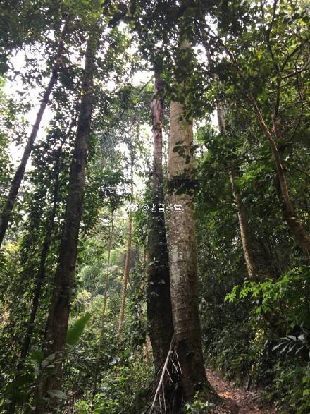 2022年刮風(fēng)寨茶王樹古樹春茶特點(diǎn)？