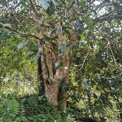 2022年刮風(fēng)寨茶王樹古樹春茶價(jià)格？