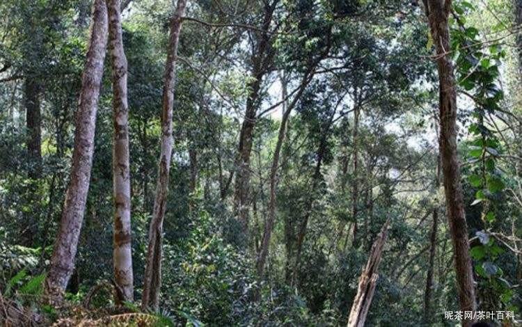 2022年冷水河古樹春茶特點？