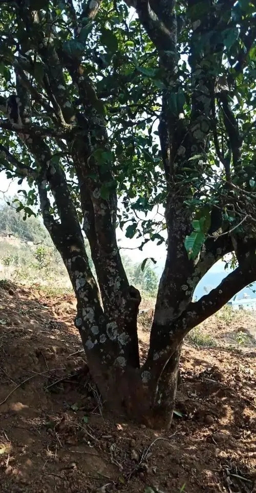 2022年冷水河古樹(shù)春茶多少錢(qián)一公斤？