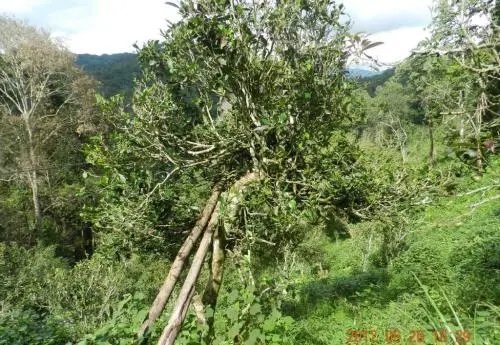 2022白沙河古樹(shù)春茶特點(diǎn)？