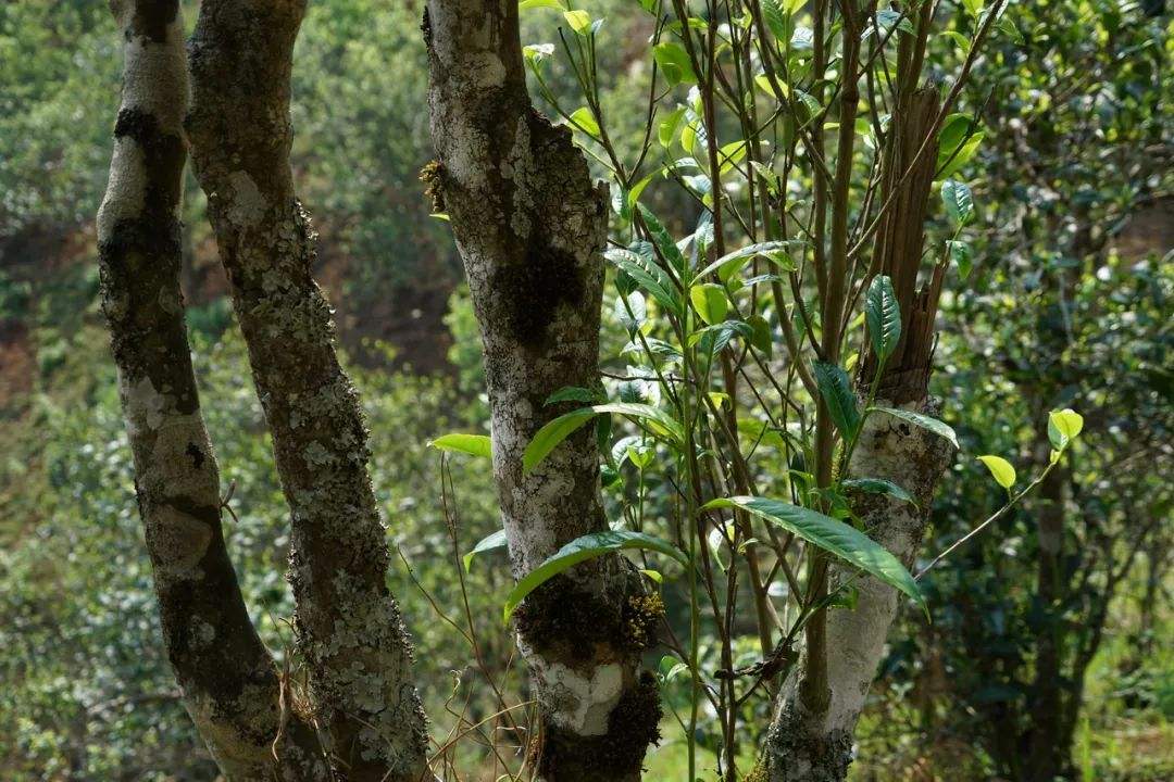 2022年黑水梁子——與你一起，走進茶馬古道的源頭