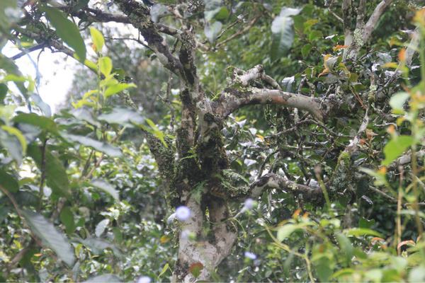 2022年茶氣狂野，香柔蜜韻的刮風(fēng)寨茶坪古樹茶