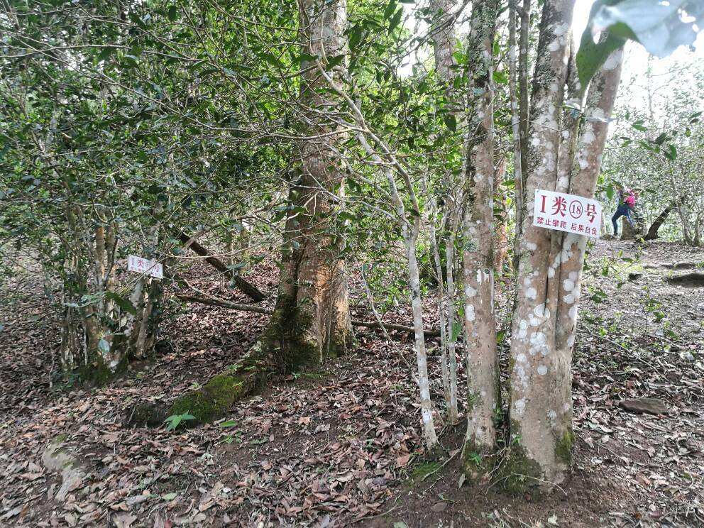 2022年薄荷塘古樹春茶口感？