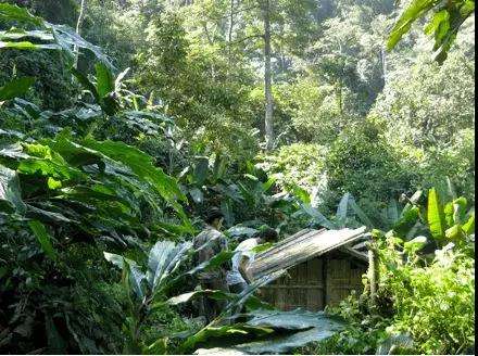 2022年薄荷塘古樹春茶多少錢一公斤？