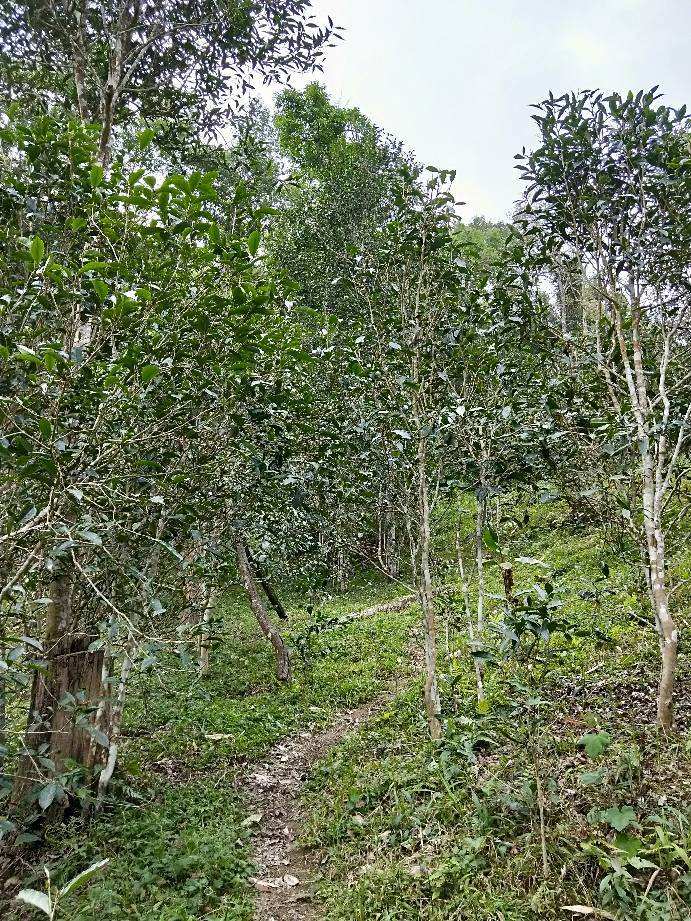 2022年多依樹古樹春茶特點？