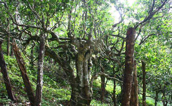 2022年多依樹古樹春茶口感？