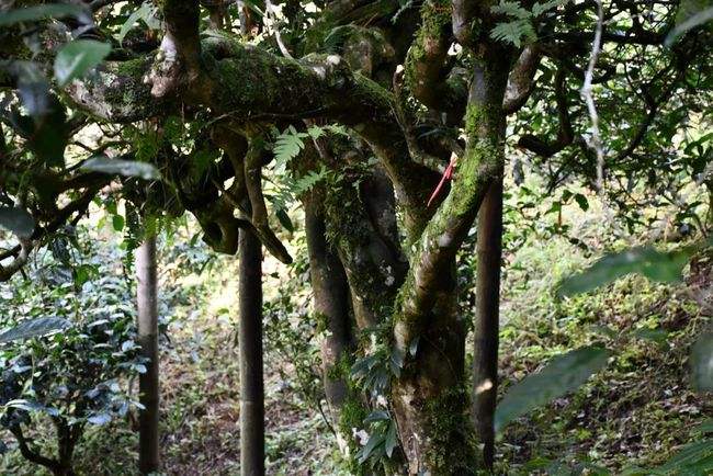 2022年多依樹(shù)古樹(shù)春茶多少錢一公斤？