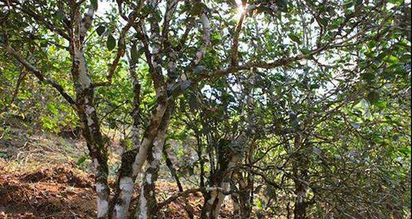 2022年易武張家灣古樹春茶口感？