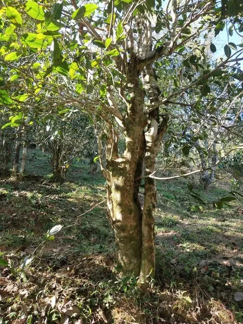 2022年易武張家灣古樹春茶多少錢一公斤？