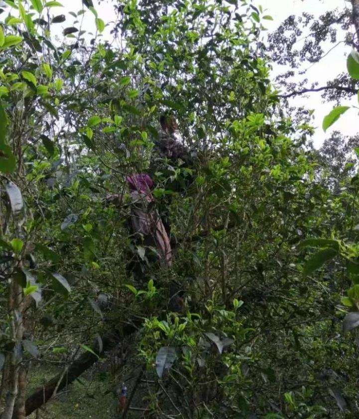 2022年一扇磨古樹春茶特點(diǎn)？