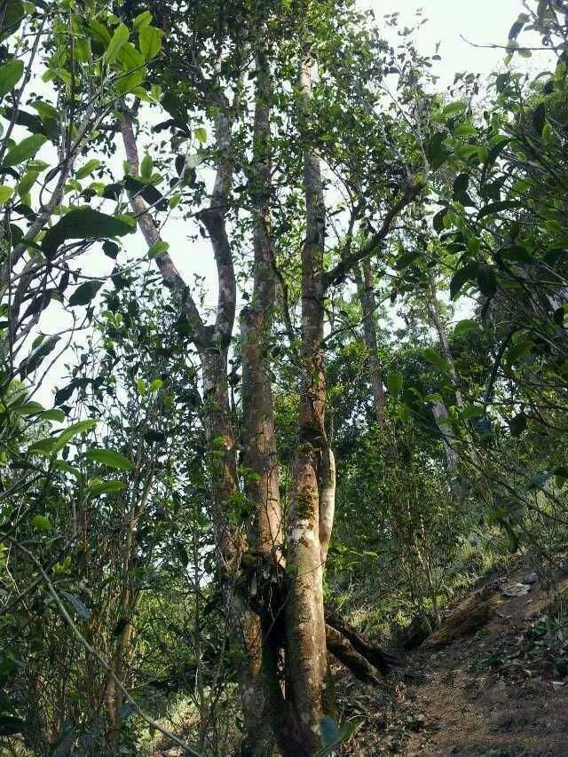 2022年一扇磨古樹(shù)春茶口感？