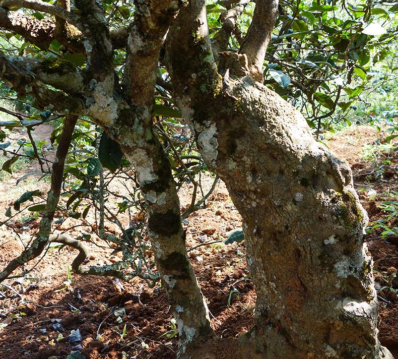 2022年一扇磨山林之息，雨林之味，原始之態(tài)