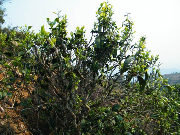 2022年香椿林古樹春茶價(jià)格？