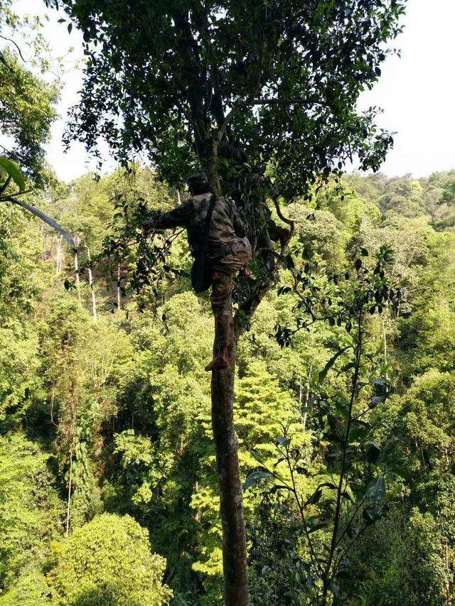 2022年天門山古樹春茶價格？