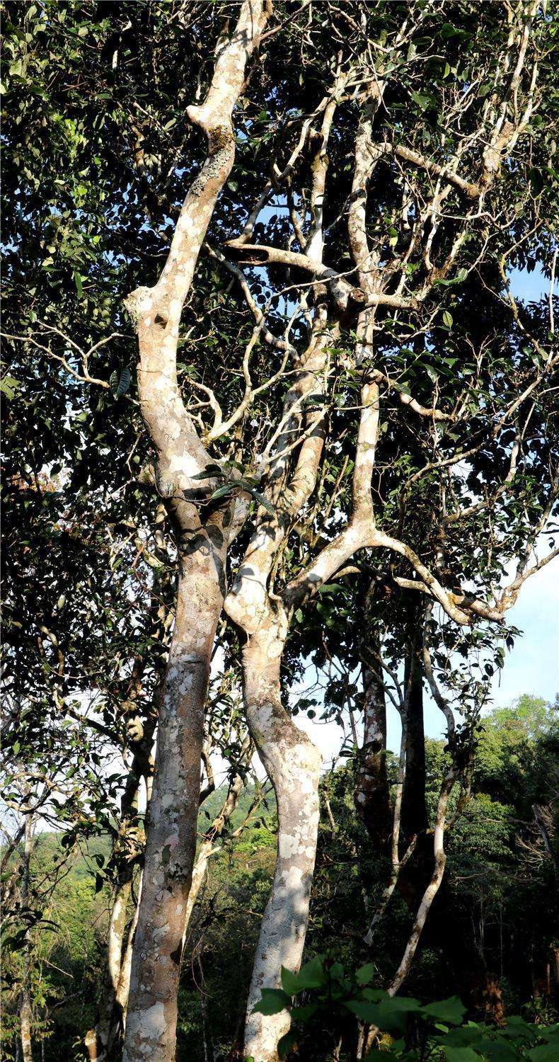 2022年天門山高桿古樹茶，神秘存在的好茶