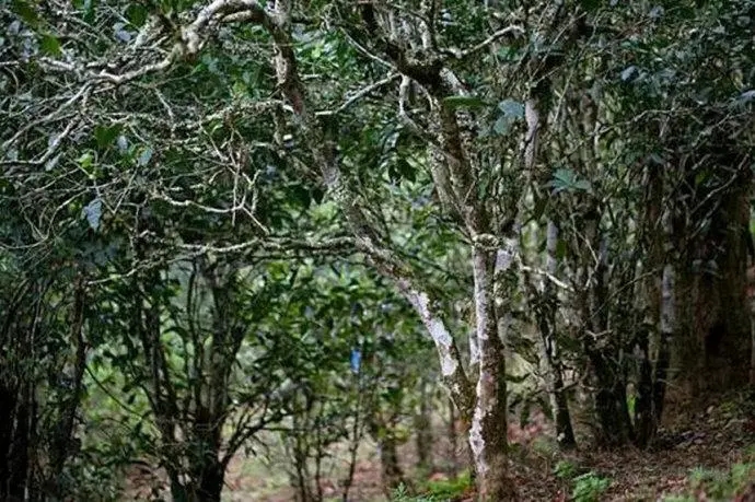 2022年高山寨古樹(shù)春茶特點(diǎn)？