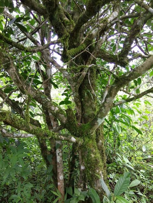 2022年高山寨古樹春茶口感？