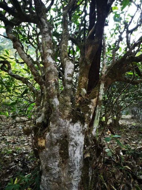 2022年高山寨古樹春茶價格？