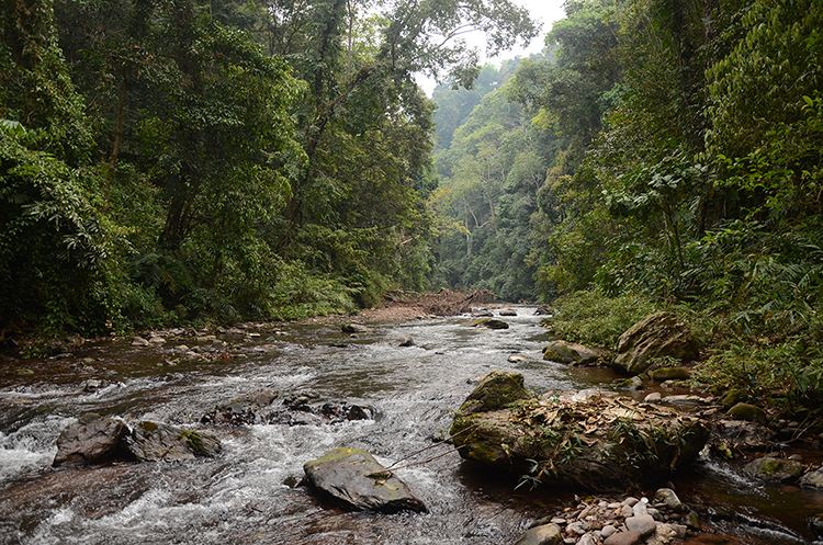 2022年銅箐河古樹春茶特點(diǎn)？