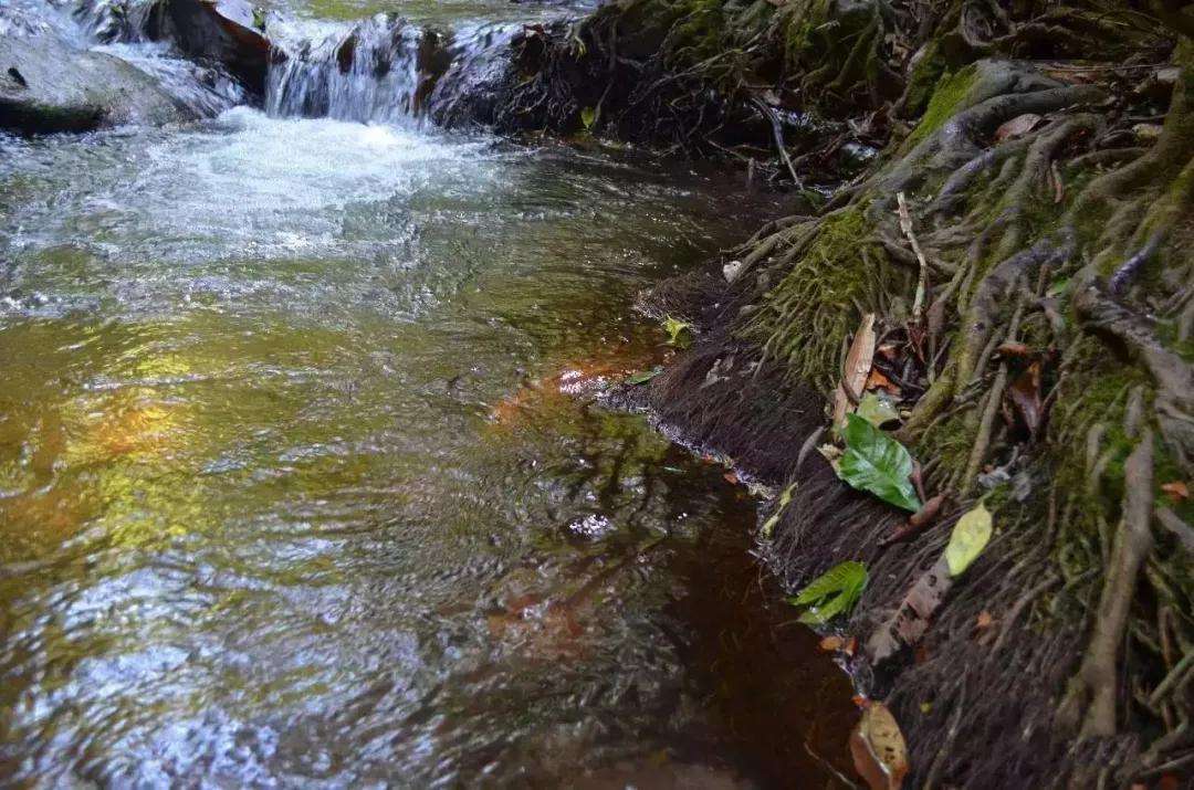 2022年銅箐河古樹春茶口感？