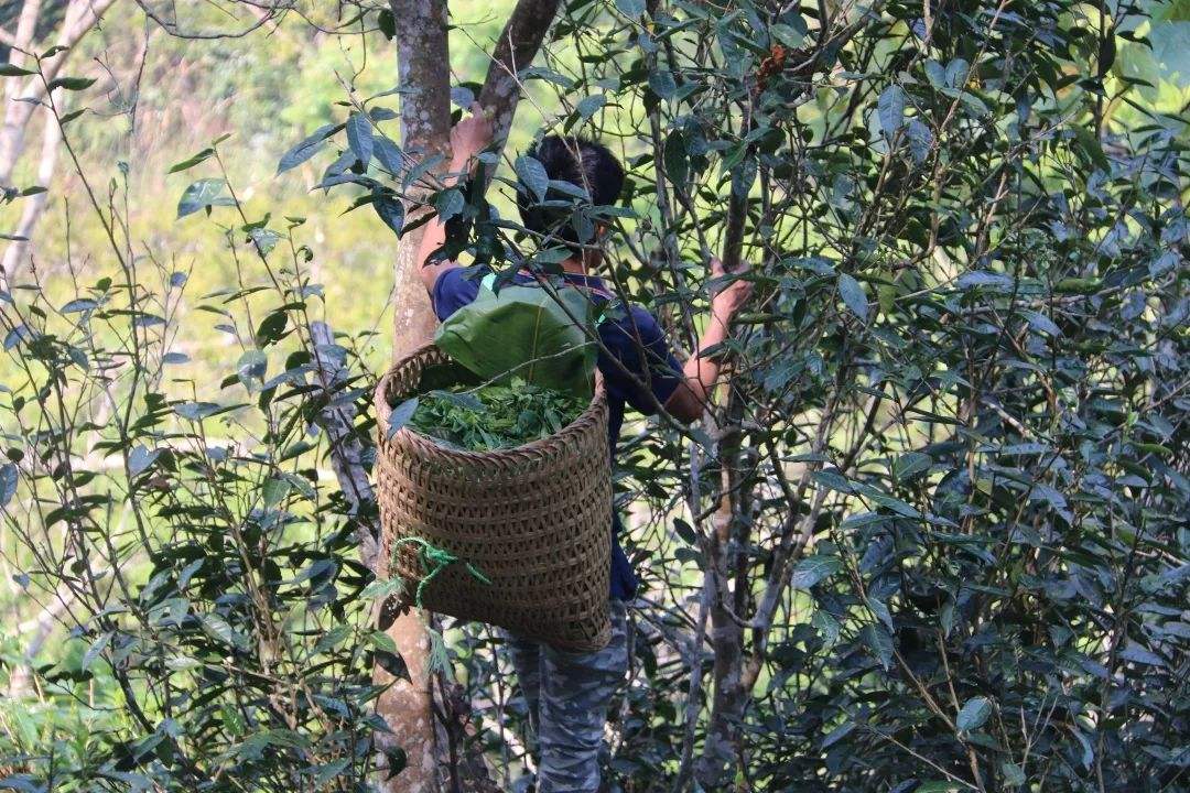 2022年百花潭古樹春茶特點？