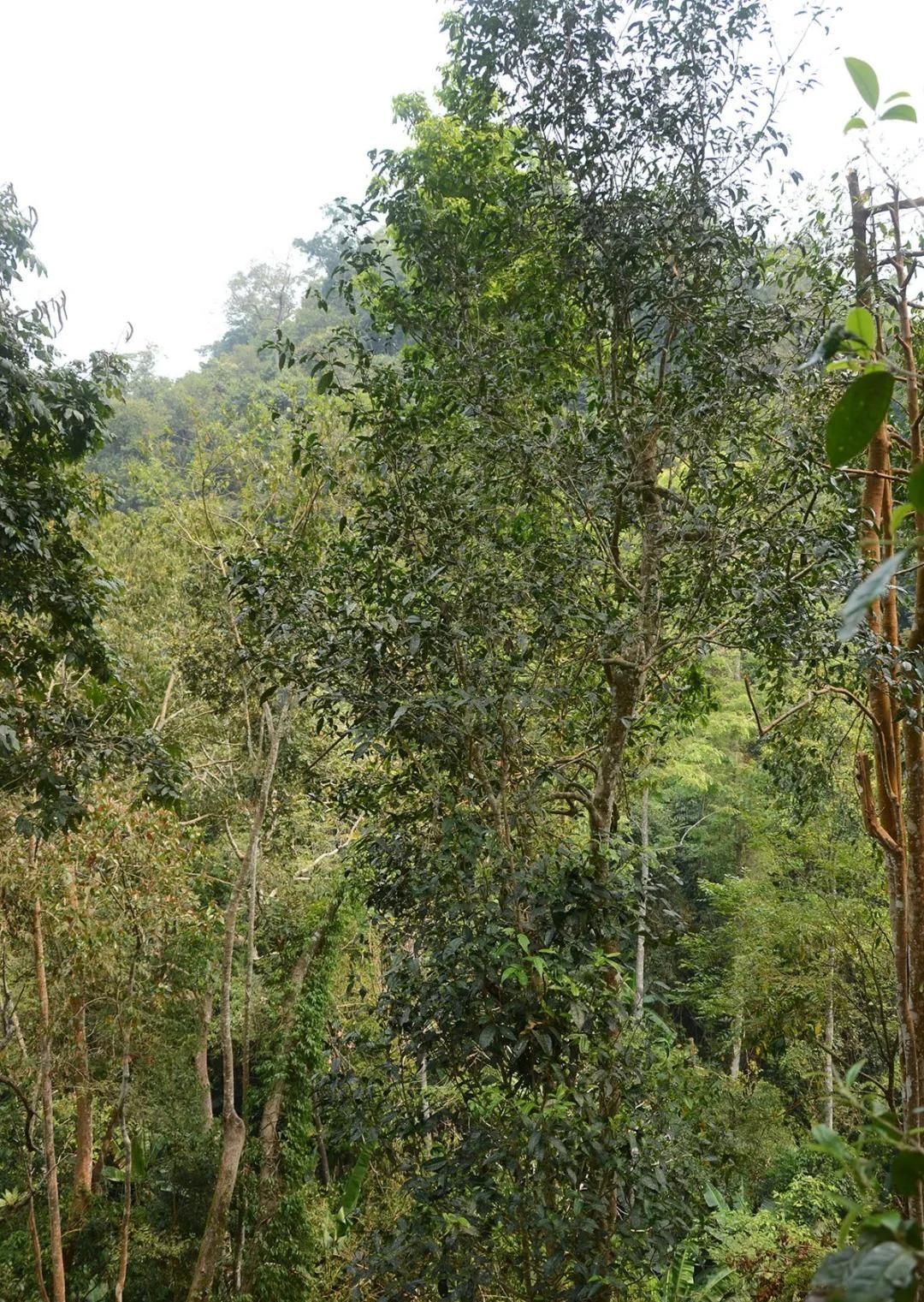2022年百花潭古樹春茶價格？