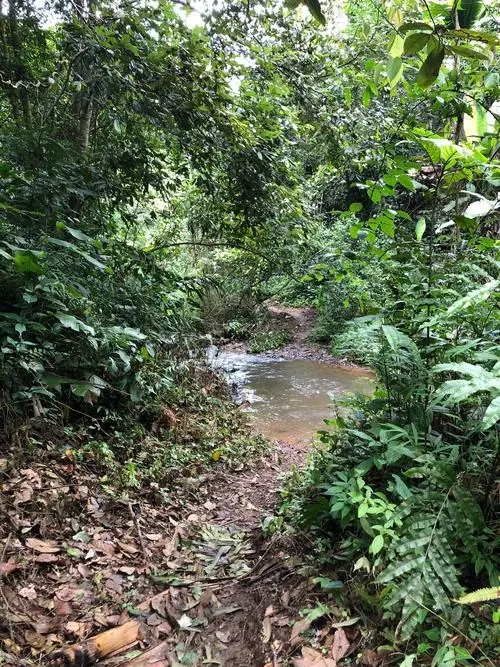 2022年蟒蛇箐古樹春茶價格？