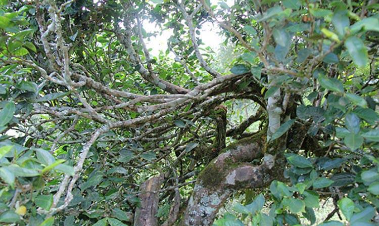 2022年倚邦曼拱古樹(shù)春茶特點(diǎn)？