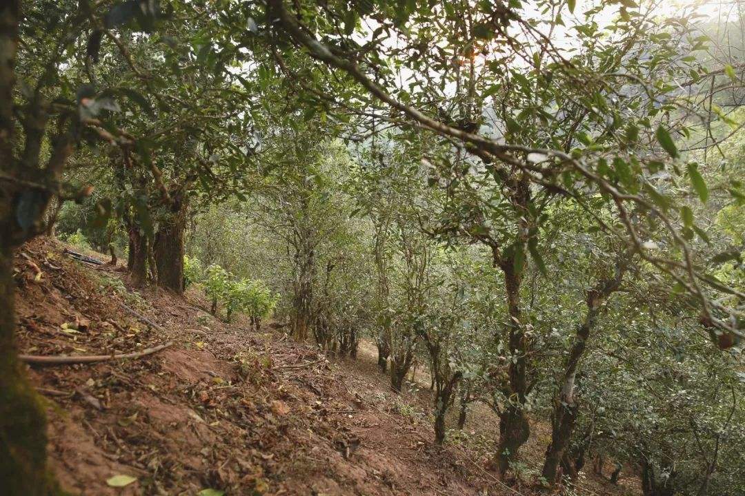 2022年倚邦曼拱古樹春茶口感？