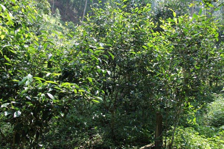 2022年倚邦曼拱古樹春茶價格？