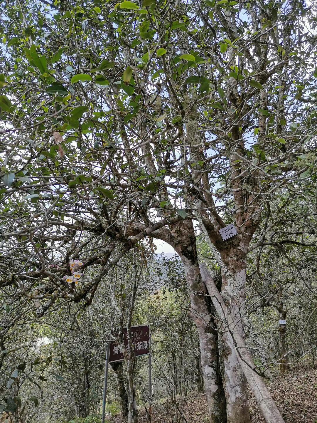 2022年大黑樹林古樹春茶特點？