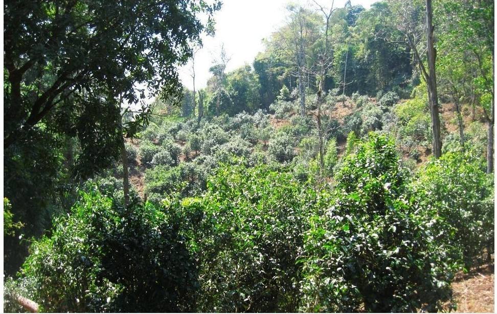 2022年大黑樹(shù)林古樹(shù)春茶口感？