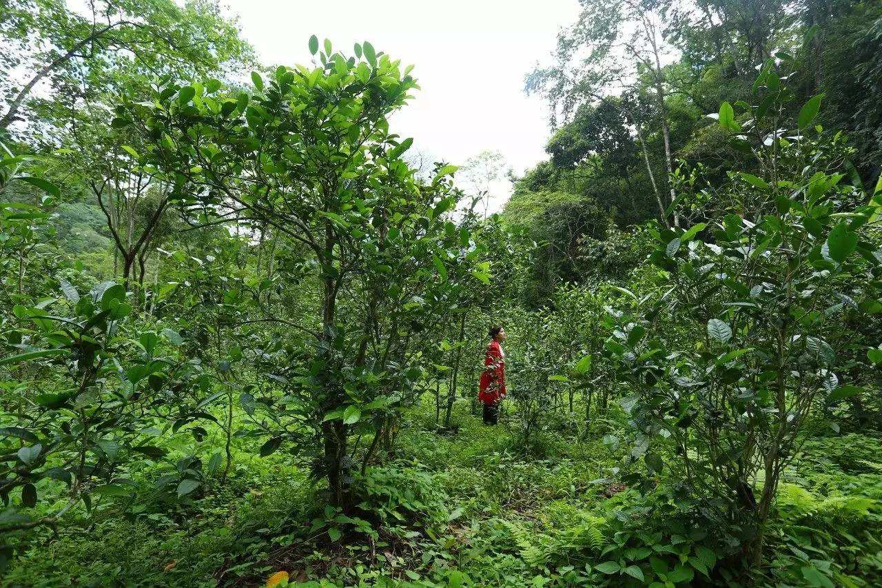 2022年曼松古樹春茶口感？