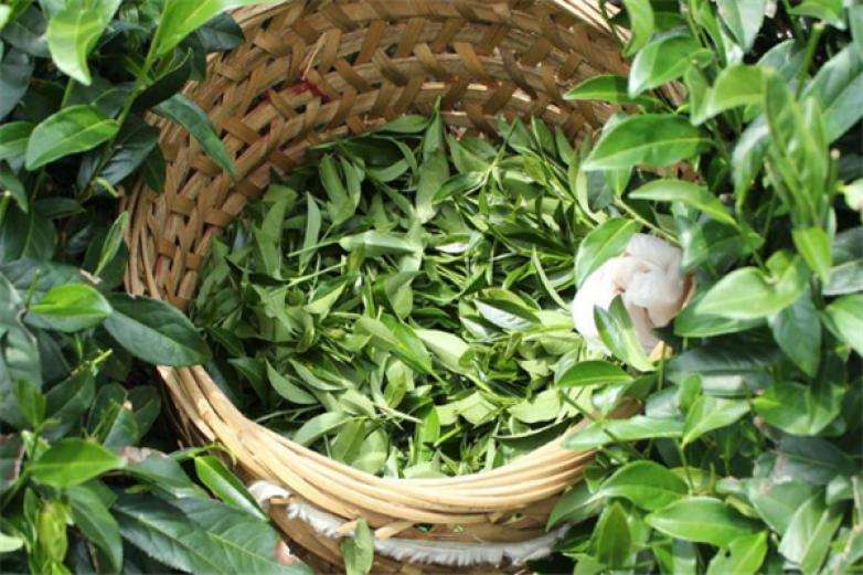 2022年曼松古樹春茶價格？