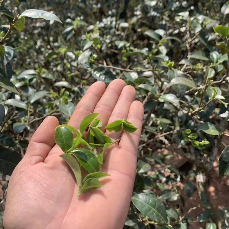 2022年倚邦貓耳朵古樹春茶口感？